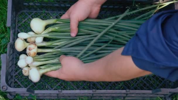 Grüne Zwiebeln, Bio-Frühlingszwiebeln, Bauernhof frisches Gemüse — Stockvideo