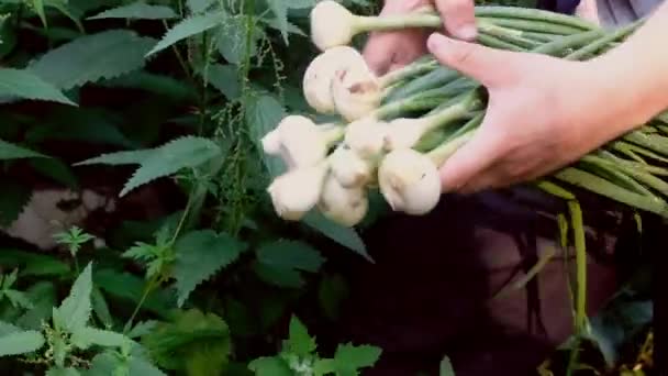 Groene ui, biologische lente-uien, verse groenten op de boerderij — Stockvideo