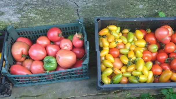 Gestreifte gelb-grün-orangefarbene Tomaten in einer Schachtel auf einem Gemüsemarkt im Herbst — Stockvideo