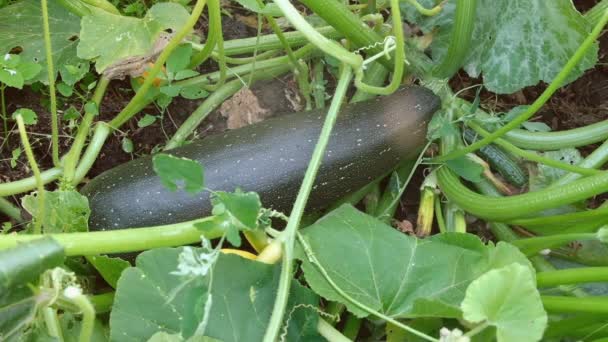 Scheurt een courgette uit de tuin. Biologische Zucchini oogst in de herfst. — Stockvideo