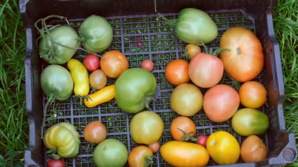 Смугасті жовті зелені апельсинові помідори в коробці на сезонному ринку овочів восени — стокове відео