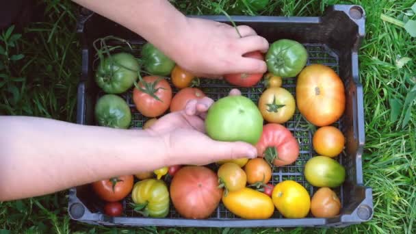 Смугасті жовті зелені апельсинові помідори в коробці на сезонному ринку овочів восени — стокове відео