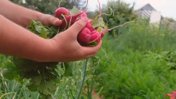 Holding a bunch of fresh radish . — стоковое видео