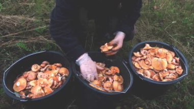 Kovadaki mantarlar. Ormandan hasat edin.