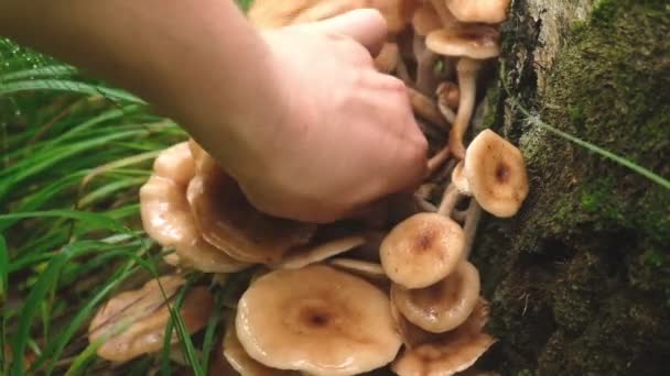 Mushroom, un género de setas parasitarias comestibles con un tapón amarillo y tallo fino que viven de árboles y arbustos leñosos.. — Vídeo de stock