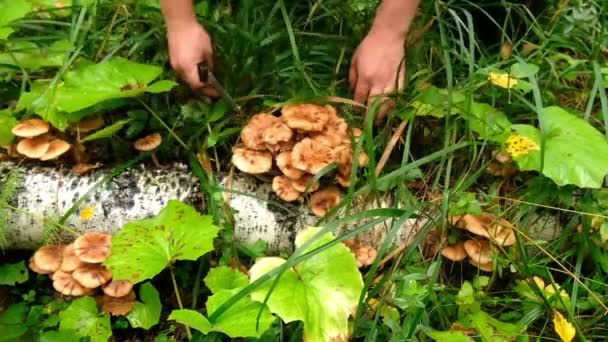 버섯, 노란색 모자를 쓰고 나무와 목질 관목에서 사는 얇은 줄기를 가진 식용 기생충 버섯의 일종. — 비디오