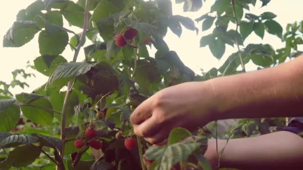 Memetik raspberry di kebun. Ke guci — Stok Video