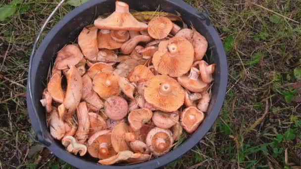 Champignons dans un seau. Récolte dans la forêt — Video