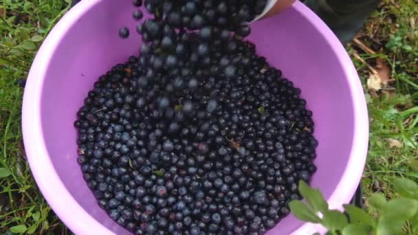 Mão segurando monte de mirtilos. Fresco escolheu blueberries selvagens. Blueberries frescos ou bagas. — Vídeo de Stock