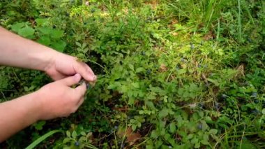 El ele tutuşan yabanmersini sürüsü. Taze toplanmış yabanmersini. Taze yabanmersini ya da Bilberry.