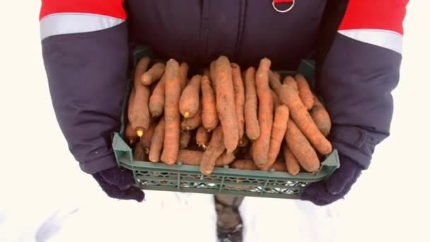 Крупный план человека-фермера, держащего спелую морковь в деревянном ящике в саду . — стоковое видео