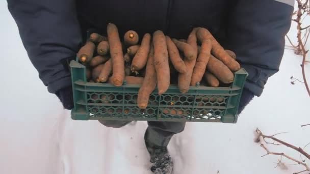 Detailní záběr Man Farmer Holding Zralé mrkve v dřevěné krabici v zahradě. — Stock video