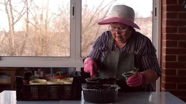 Žena zasadí semínka do květináčů k výsadbě. Jarní zahradní koncept. — Stock video