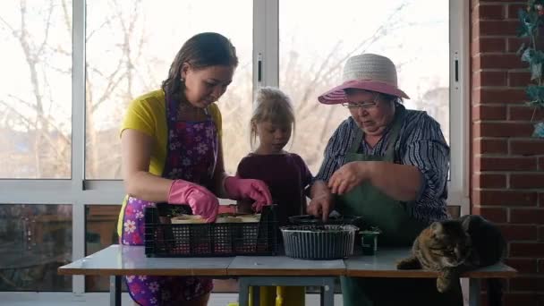 Gelukkig grootmoeder, moeder en kleindochter plant zaailingen. — Stockvideo