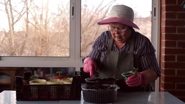 Женщина сажает семена в горшки для посадки. Весеннее садоводство . — стоковое видео