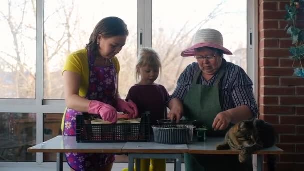 Gelukkig grootmoeder, moeder en kleindochter plant zaailingen. — Stockvideo