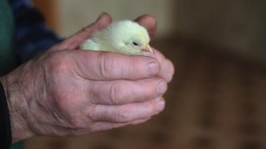 Avuçlarda yeni doğan çıngırak