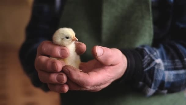 New born chiken in palms — Stock Video