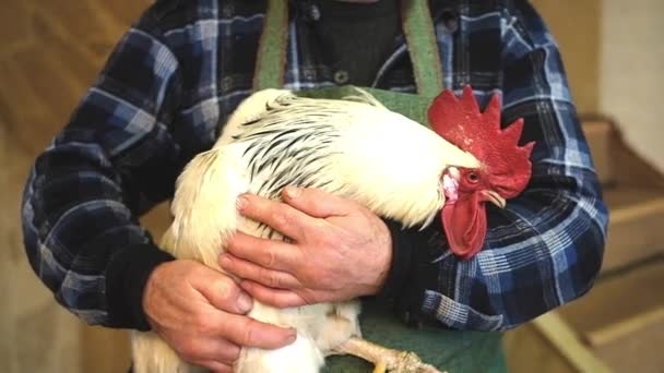 Starý farmář drží kuře — Stock video