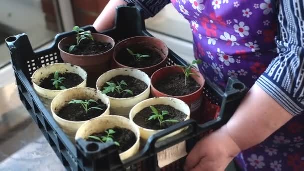 Mujer joven y ancianos preparan plántulas — Vídeos de Stock