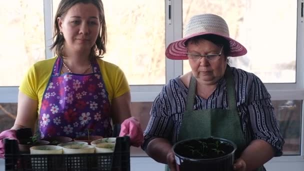 Mujer joven y ancianos preparan plántulas — Vídeo de stock