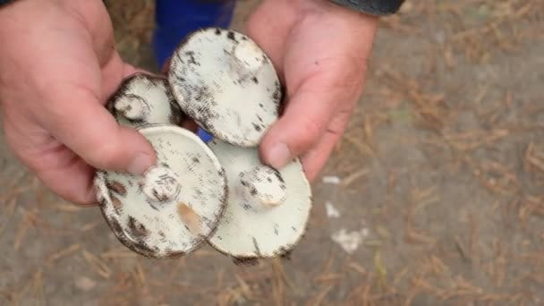 Hombre recogiendo hongos porcini y ponerlo en la cesta. Hombre de mediana edad recogiendo setas en el bosque — Vídeo de stock