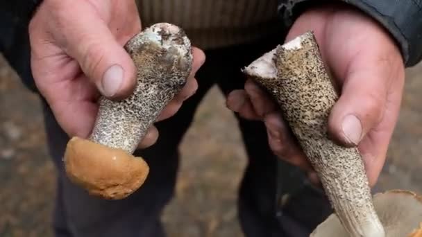 El hombre pone hongos pelirrojos en un cubo. Nutrición natural. Ecológicamente limpio. El primer plano de las setas en las manos . — Vídeo de stock