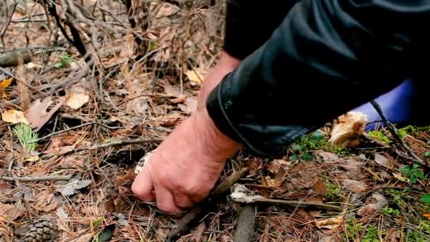 Mannen plockar svamp i skogen. Svamp, porcini-svamp. Naturlig näring. Ekologisk ren — Stockvideo