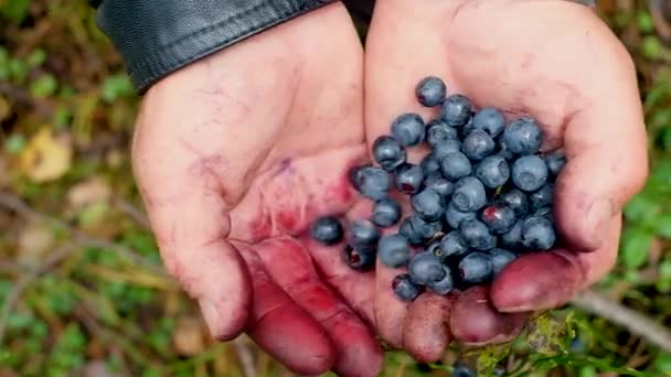 Рука тримає купу чорниці. Свіжовибрана дика чорниця. Свіжа чорниця або чорниця. Група чорниці або стопки концепції чорниці . — стокове відео