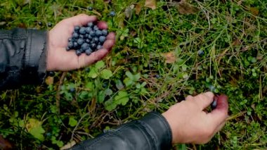 El ele tutuşan yabanmersini sürüsü. Taze toplanmış yabanmersini. Taze yabanmersini ya da Bilberry. Yaban mersini grubu ya da bir yığın yabanmersini konsepti.