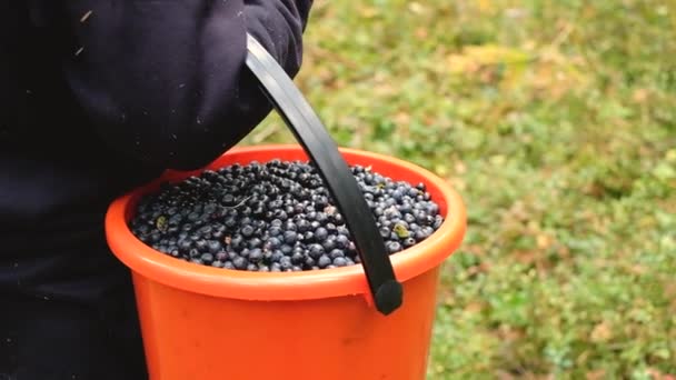 Poziom powierzchni widok środkowej części pracownika przenoszącego jagody z białego wiadra w czarnej plastikowej skrzyni — Wideo stockowe