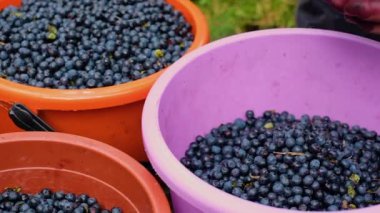 Kovada yabanmersini. Olgun meyve meyveleri topladım. Sağlıklı organik yiyecekler. Bir sürü meyve..