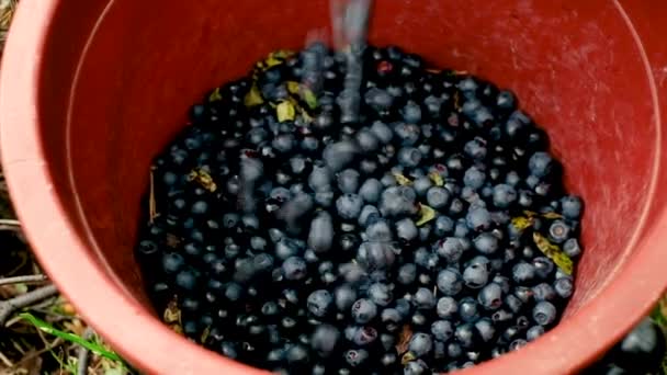 Blaubeeren im Eimer. Sammlung von Beeren mit reifen, saftigen Früchten. Gesunde biologische Lebensmittel. — Stockvideo