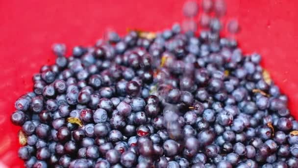 Blaubeeren im Eimer. Sammlung von Beeren mit reifen, saftigen Früchten. Gesunde biologische Lebensmittel. — Stockvideo