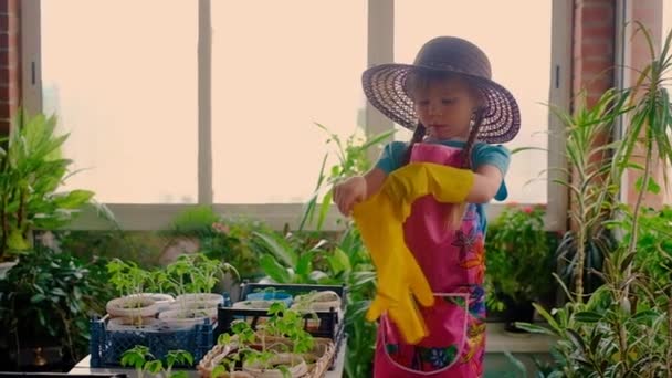Lastik eldivenli sevimli küçük kız bahçıvan seradaki fidelerle ilgilenir. Lastik eldiven giyiyor.. — Stok video