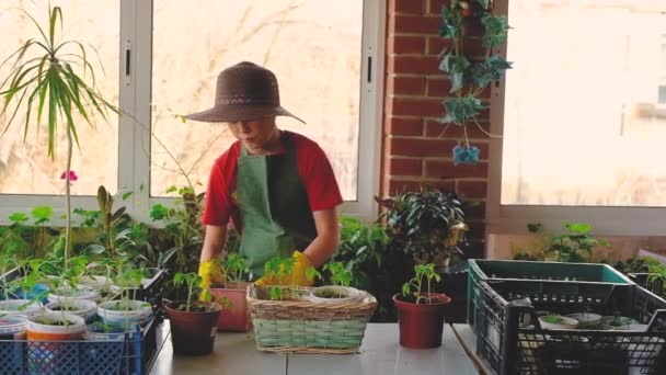 穿着橡胶手套的园丁男孩.与幼苗一起工作。阳台上的房子温室效应. — 图库视频影像