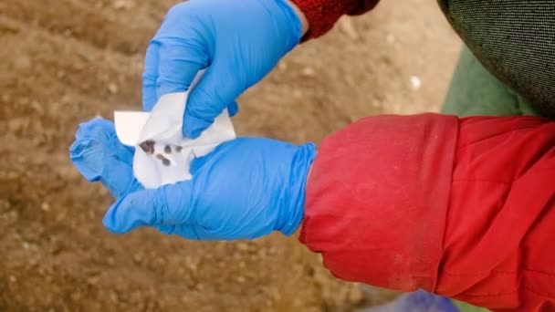 Farmer in gloves holds seeds in hands — Stock Video