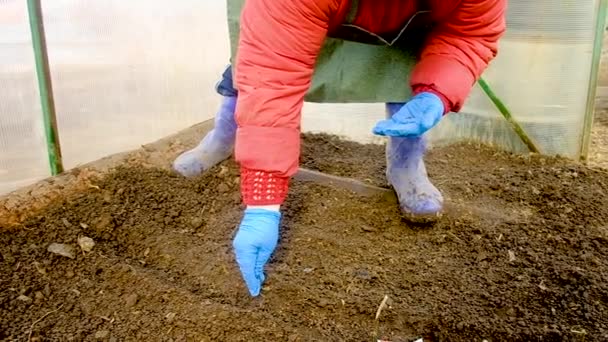 Ο αγρότης με γάντια κρατάει σπόρους στα χέρια του. Κάθεται ένας σπόρος στο έδαφος. — Αρχείο Βίντεο
