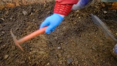 Eldivenli çiftçi tohumları elinde tutuyor. Toprağa bir tohum yerleştirir..