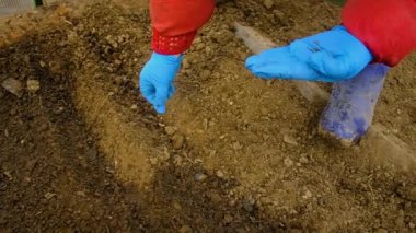 Eldivenli çiftçi tohumları elinde tutuyor.