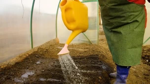 Agricultora está regando una cosecha joven. Cuidado de las plantas agrícolas en el jardín. Regadera con agua — Vídeos de Stock