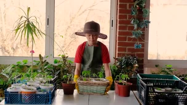 Ragazzo giardiniere Subost con i guanti di gomma. Funziona con le piantine. Case in veranda. serra . — Video Stock