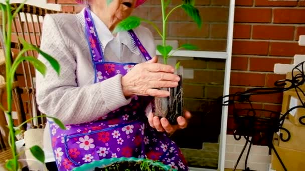 Elderly woman gardener 80 years old with seedlings on the veranda — Stock Video