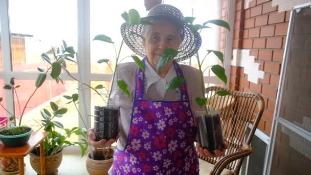 Elderly woman gardener 80 years old with seedlings on the veranda — Stock Video