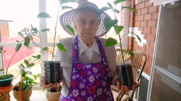 Ηλικιωμένη κηπουρός 80 ετών με σπορόφυτα στη βεράντα — Αρχείο Βίντεο