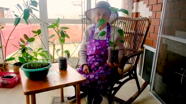 Пожилая женщина садовник 80 лет с саженцами на веранде — стоковое видео