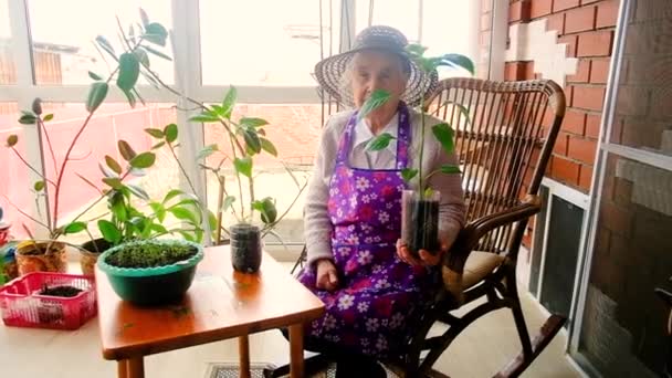 Mulher idosa jardineiro 80 anos com mudas na varanda — Vídeo de Stock