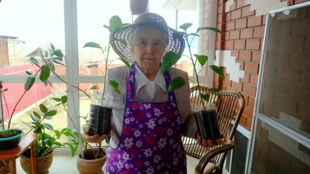 Äldre kvinna trädgårdsmästare 80 år med plantor på verandan — Stockvideo