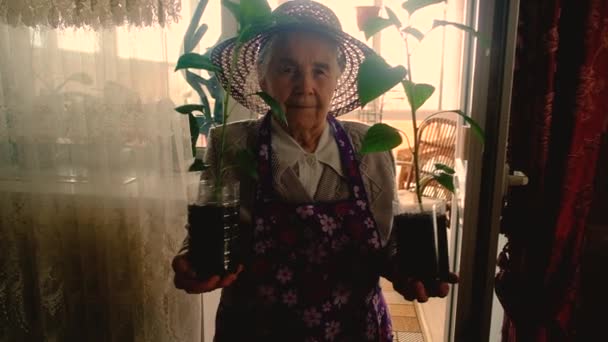 Elderly woman gardener 80 years old with seedlings — Stock Video