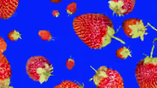 最小限のモーションデザインアニメーション。イチゴは青いクロマキーの周りを回転します。ジューシーな赤い果実がたくさんあります。カメラにズームします。3D. — ストック動画